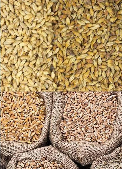 Malt & millet — photographie de la brochure Matcoen