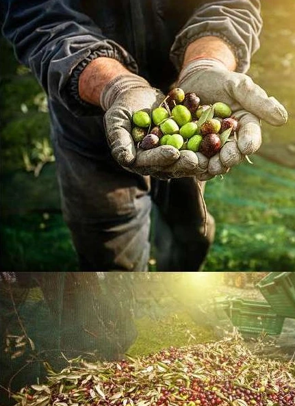 Olive & huile de palme — photographie de la brochure Matcoen