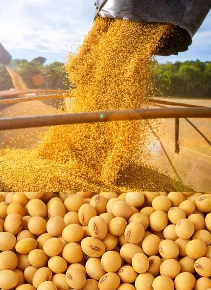 Soja & tournesol — photographie de la brochure Matcoen